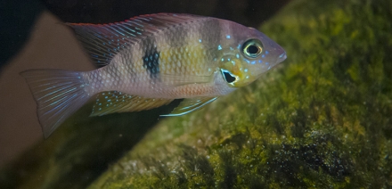 Rio Chocolja (ook bekend onder sp. rio Corzo
