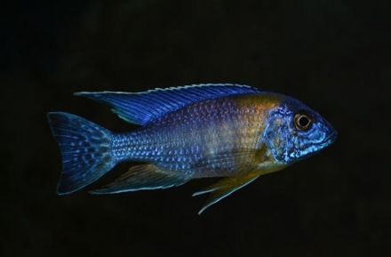 A. stuartgranti (Chitimba bay, handelsnaam A. “maulana”), man