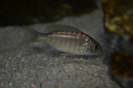A. stuartgranti (Chitimba bay, handelsnaam A. “maulana”), jong vrouwtje