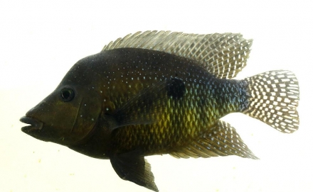 A. rostratus