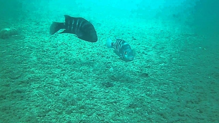 A. zaliosus verdedigd 'n nest in Lake Apoyo
