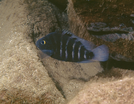 Amphilophus astorquii (Ad Konings)