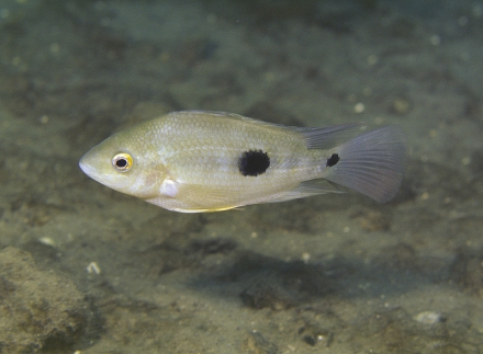 Amphilophus globosus