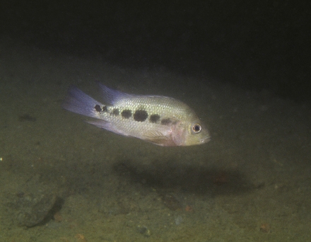 Amphilophus tolteca