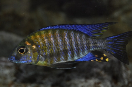 Aulonocara ethelwynnae