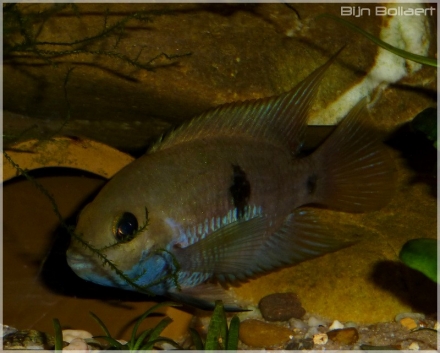male