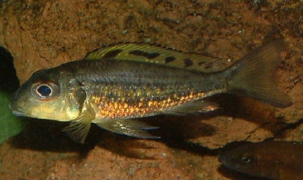 C. melanostigma "Uvira"