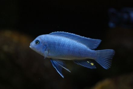 Metriaclima callainos (cobalt blue) Foto: Rob van Erkel