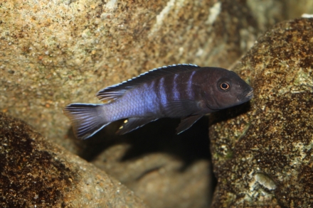 Chindongo belicosus "maleri" man