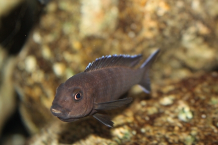 Chindongo belicosus "maleri" vrouw