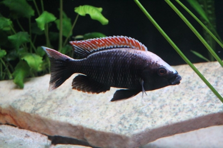 Copadichromis sp. "fire-crest mloto" foto: Thomas Walter