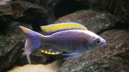 Copadichromis sp. "fire-crest mloto" man