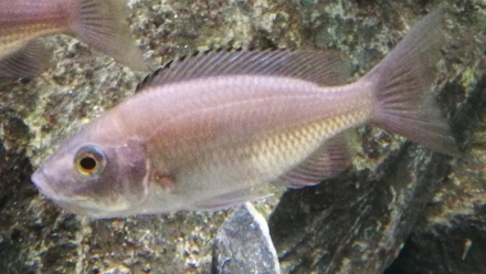 Copadichromis sp. "fire-crest mloto" vrouw