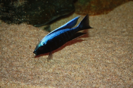 Copadichromis trewavasae man