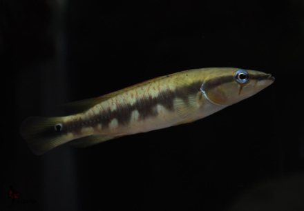 Crenicichla chicha vrouw