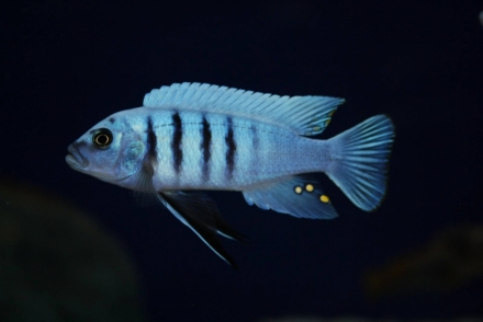 Cynotilapia sp. "hara" man