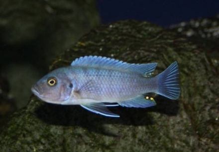 Cynotilapia sp. "hara" vrouw met jongen
