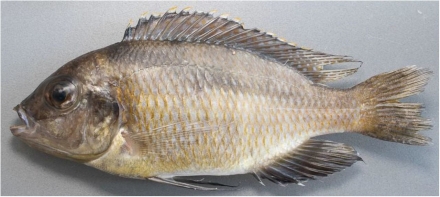Mylochromis rotundus, holotype, UMZC 2016.25.9, 99.7mm SL man