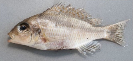 Mylochromis rotundus, paratype, UMZC 2016.25.10, 71.5mm SL vrouw