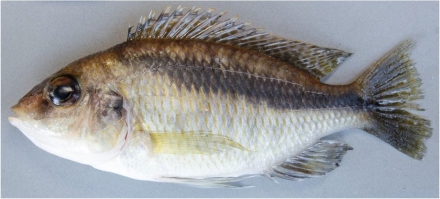 Mylochromis durophagus, holotype, UMZC 2016.18.13, 89.7mm SL man