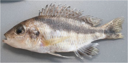 Mylochromis durophagus, paratype, UMZC 2016.25.2, 80.0mm SL vrouw, Mphanga Rocks, Chilumba