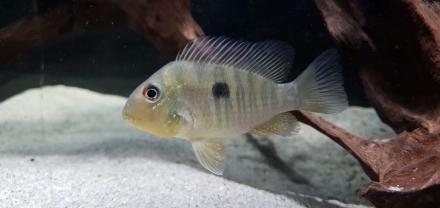 Halfwas vrouw Gymnogeophagus balzanii - foto: Laurent Van Obbergen