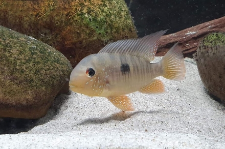 Halfwas man Gymnogeophagus balzanii - foto: Laurent Van Obbergen