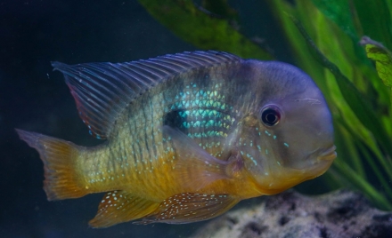 Wildvang man Gymnogeophagus balzanii - foto: Roman Burkardt