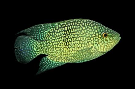 Herichthys carpintis, man