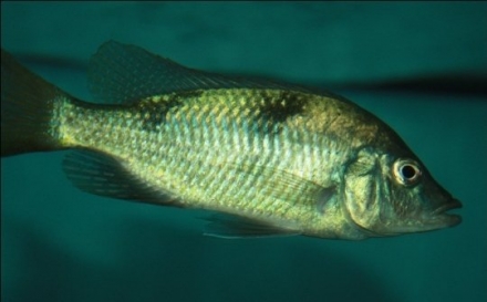Hemitilapia oxyrhynchus vrouw