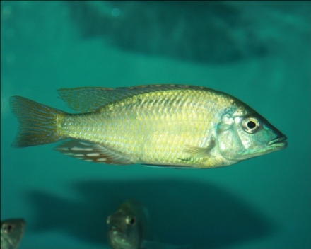 Hemitilapia oxyrhynchus man