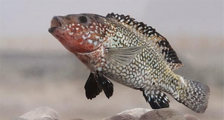 Iranocichla persa, ZM-CBSU-IP66, male, holotype, 89.54 mm SL; Hormuzgan prov.: Shur River.