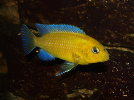 Metriaclima barlowi man