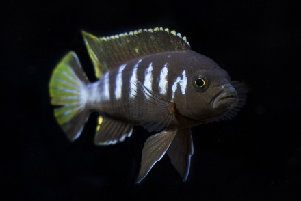 Metriaclima melissa 'chewere' Foto: John de Lange