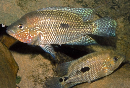 Koppel Kronoheros umbriferus Foto: Uwe Werner