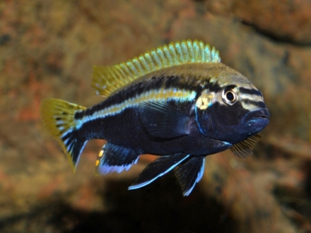 Melanochromis auratus man