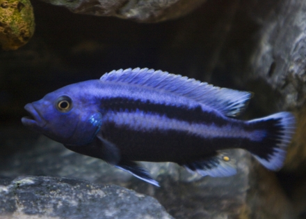 Melanochromis chipokae man Foto: Christian van Minnen