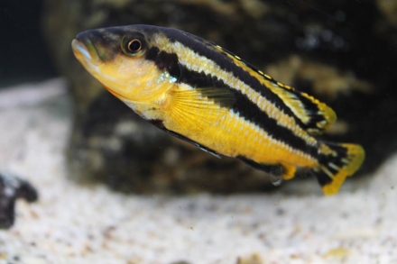 Melanochromis chipokae vrouw Foto: Michel Raab