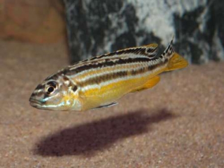 Melanochromis auratus vrouw