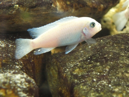 Metriaclima callainos Cobalt White male Foto: Johan Verheesen