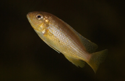 Metriaclima flavifemia "Chidunga Rocks" vrouw