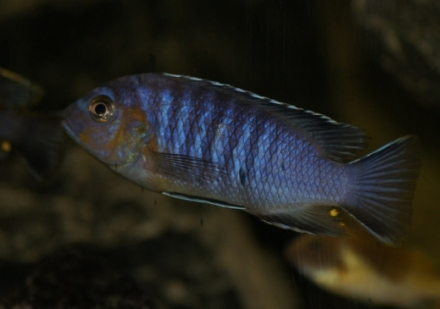 Metriaclima flavifemia "Chidunga Rocks" man