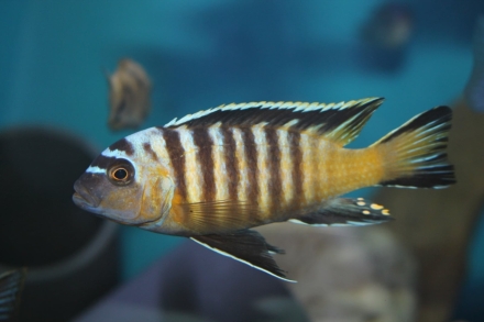Metriaclima nigrodorsalis "nkolongwe"