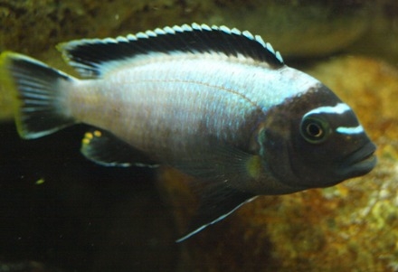 Metriaclima koningsi man