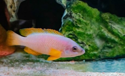 Neolamprologus mustax man