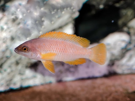 Neolamprologus mustax vrouw