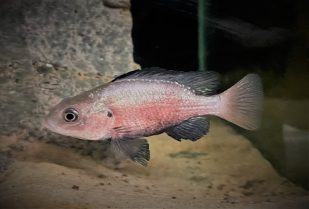 Oreochromis amphimelas