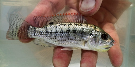Een muilbroedend Oreochromis jipe vrouwtje Foto: Hans van Heusden