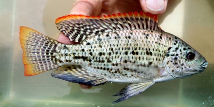 Oreochromis jipe man Foto: Hans van Heusden