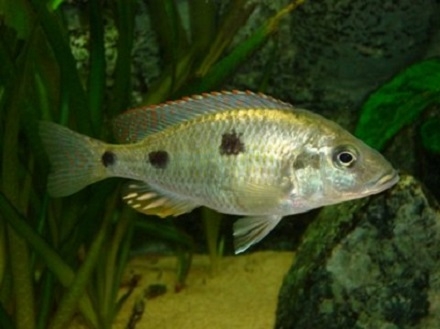 Otopharynx tetrastigma - vrouw